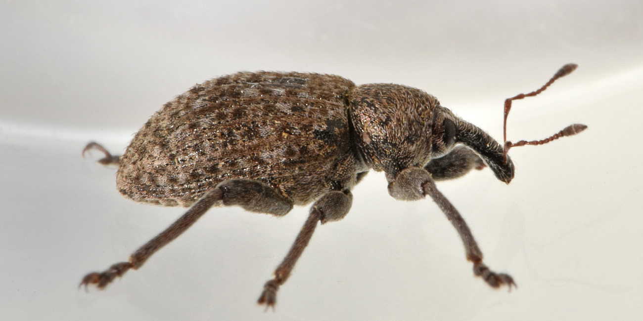 Curculionidae: Hypera (Dapalinus) contaminata